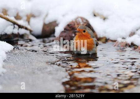 Europäischer Robin (Erithacus rubecula), Baden in einem frostigen Bach, Deutschland, Mecklenburg-Vorpommern Stockfoto