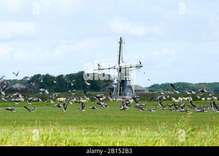Mill De Kemphaan im Polder Waal en Burg, Niederlande, Texel, De Waal Stockfoto