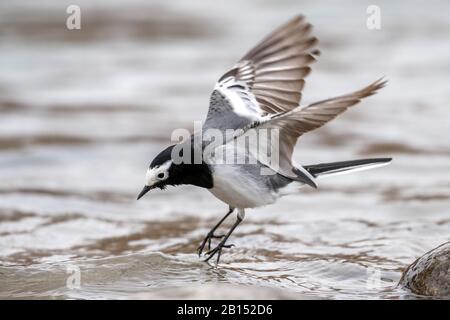 Maskierter Wagtail, maskierter weißer Wagtail (Motacilla personata, Motacilla alba personata), männlich von einem Stein im Indus River ausgehend, Seitenansicht, Indien, Ladakh Stockfoto