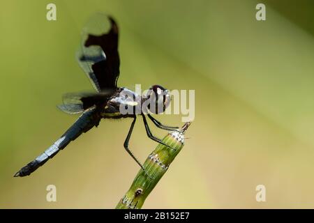 Portia Widow (Palpopleura portia), männlich am Pferdeschwanz, Südafrika, Limpopo Stockfoto