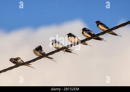 Scheune Schwalbe (Hirundo rustica), Truppe ruht auf einem Stromkabel, Spanien, Balearen, Mallorca Stockfoto