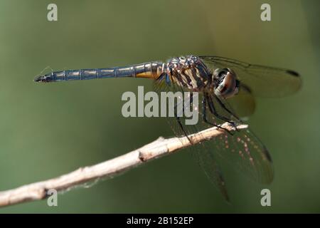 Blue Dasher (Pachydiplax longipennis), männlich, Seitenansicht, USA, Arizona Stockfoto