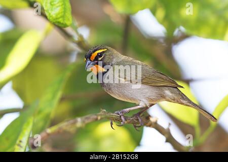 Gelb-gesichtes Grassquit (Tiaris olivacea), männlich sitzt auf einem Ast, Kuba, Cayo Coco Stockfoto