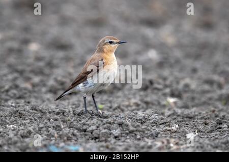 Northern Wheatear (Oenanthe oenanthe), weibliche Bewaldung auf einem Hektar, Seitenansicht, Belgien Stockfoto