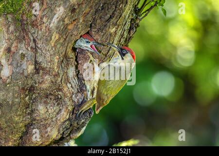 Grünspecht (Picus viridis), Weibchen füttern fast vollwertigen Vogel im Brutloch, Seitenansicht, Deutschland, Bayern, Isental Stockfoto