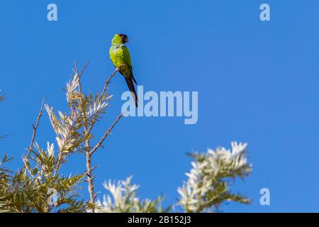 Anday Conure (Aratinga nenday, Nandayus nenday), auf einer Baumkrone, Kanaren, auf Teneras Stockfoto