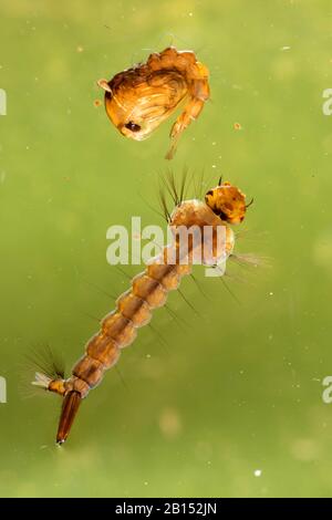 Mosquito (edes maculatus), Larve und Pupa in Wasser, Deutschland, Bayern Stockfoto