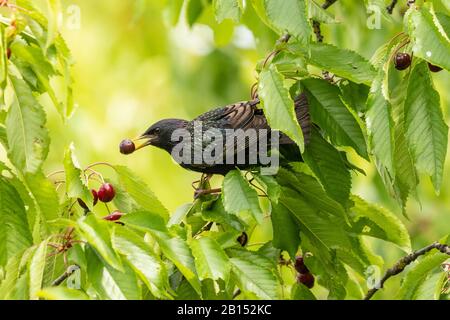 Gemein starrend (Sturnus vulgaris), eine Kirsche in einem Kirschbaum issend, Deutschland, Bayern Stockfoto