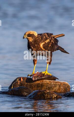 Western Marsh Harrier (Circus aeruginosus), Weibchen mit gefangenem Fisch, Deutschland, Mecklenburg-Vorpommern Stockfoto