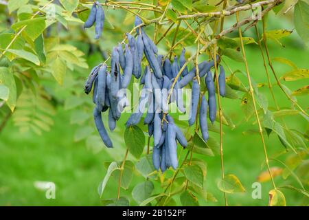 Toter Man's Fingers, Blue Bean Strauch, Blue Bean Tree (Decaisnea fargesii), fruiting, Großbritannien Stockfoto