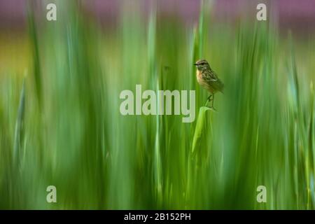 Gewöhnlicher Stonechat (Saxicola rubicola, Saxicola torquata rubicola), Weibchen in grünem Cattail, Seitenansicht, Deutschland, Bayern Stockfoto