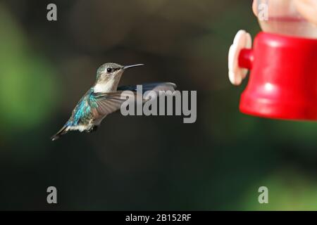 Bienenkolibris (Mellisuga helenae, Calypte helenae), Weibchen im Flug, Kuba, Zapata-Nationalpark Stockfoto