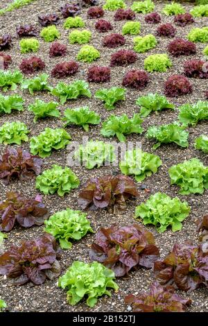 Salat im Garten (Lactuca sativa), in einem Garten, Großbritannien, England Stockfoto