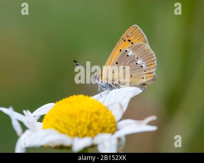 Knappes Kupfer (Heodes virgaureae, Lycaena virgaureae, Chrysophanus virgaureae), sitzt auf einer Ochsen-Auge-Daisy, Schweiz, Wallis Stockfoto