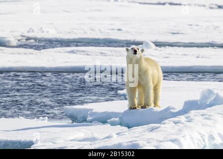 Eisbär (Ursus maritimus), auf treibendem Eis, Grönland Stockfoto