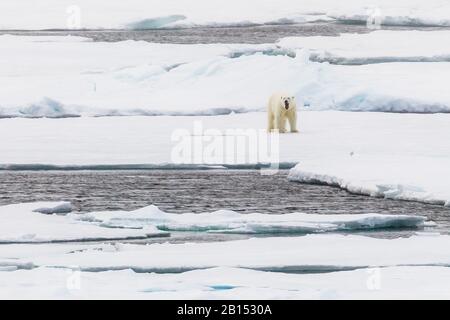 Eisbär (Ursus maritimus), auf treibendem Eis, Grönland Stockfoto