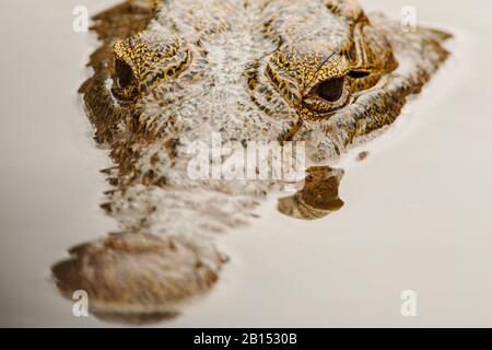 Nilkrokodil (Crocodylus niloticus), Porträt, an der Wasseroberfläche, Südafrika, Mpumalanga, Kruger-Nationalpark Stockfoto