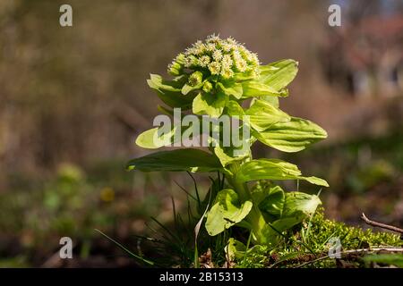 Riesenbutterbur, japanische Butterbur (Petasites japonicus), Blüte, Niederlande, Frisia Stockfoto