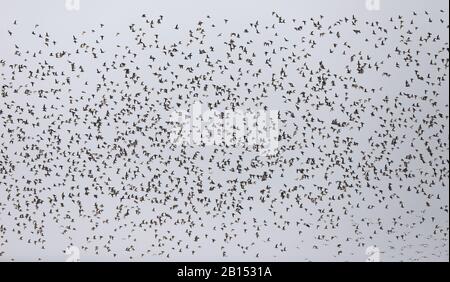 Europäische Goldregenpfeifer (Pluvialis Apricaria), Herde, Niederlande, Friesland fliegen Stockfoto