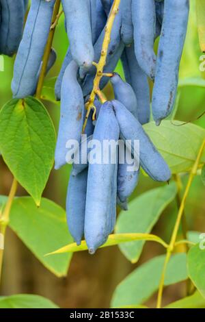 Toter Mann Finger, blauer Bohnenstrauch, blauer Bohnenbaum (Decaisnea fargesii), fruchtig Stockfoto