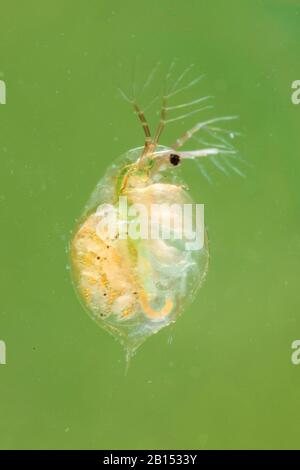 Gewöhnlicher Wasserfloh (Daphnia pulex), Weibchen mit Nachkommen in ihrem Bauch, Deutschland Stockfoto