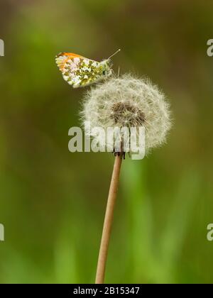 Orangefarbene Spitze (Anthocharis cardamine), sitzt auf einem Blowball, Niederlande Stockfoto