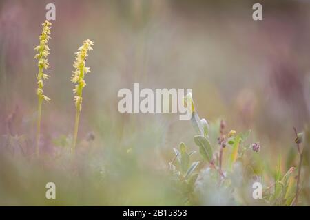 Moschusorchidee (Herminium monorchis), auf einer blühenden Wiese, Niederlande, Nordniederland, Nationalpark Zuid-Kennemerland Stockfoto