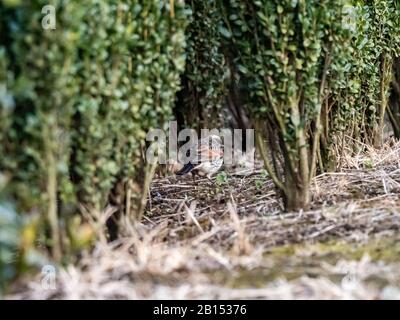 Ein süßer düsterer Trieb, Turdus eunomus, Hopfen zwischen kleinen Schrubbereien entlang einer japanischen Farm in der Nähe von Yokohama, Japan. Stockfoto