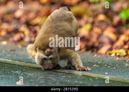 Macaque (Macaca leonina) im Norden, Männer am Straßenrand schnuppern, Vorderansicht, Thailand, Khao Yai Nationalpark Stockfoto
