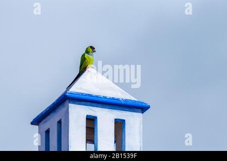 Anday Conure (Aratinga nenday, Nandayus nenday), auf einem Dach, Kanaren, auf Teneras Stockfoto