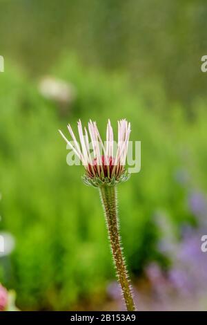 Blassviolette Koneblume, blassviolette Koneblume (Echinacea pallida), Blüte, Schweden, Skane Laen Stockfoto