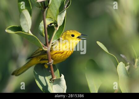 Gelbwarbler (Dendroica Petechia), sinkung männlich, Kuba, Zapata-Nationalpark Stockfoto