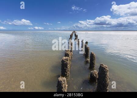 Holzgroyne in tidalflats Peazemerlannen, Niederlande, Frisia, Peazemerlannen Stockfoto