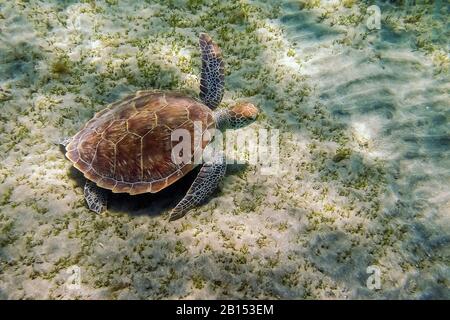 Grüne Schildkröte, Felsenschildkröte, Fleischschildkröte (Chelonia mydas), Schwimmen in der Shaab Abu Dabab Bucht, Ägypten, Rotes Meer Stockfoto