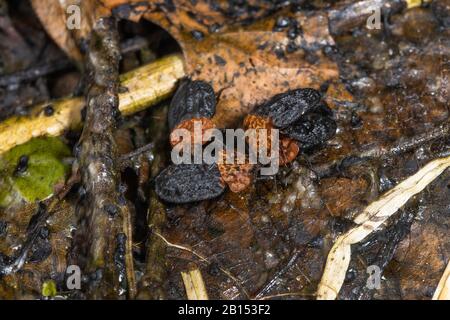 Rotbrasen-Karrionkäfig (Oiceoptoma thoracica, Oiceoptoma thoracicum, Oeceoptoma thoracicum), Silphide, die Trockenrasenfrosch füttern, laichen Klumpen, Deutschland, Bayern Stockfoto