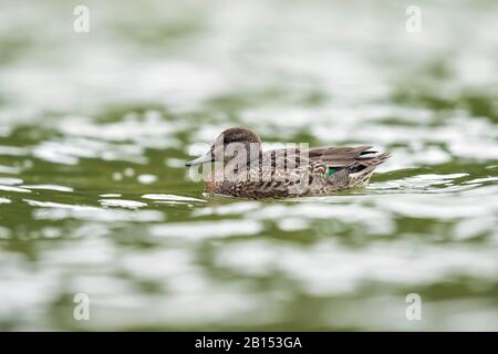 Nordamerikanischer, grün geflügelter Teal (Anas crecca carolinensis, Anas carolinensis), Schwimmen drake, Azoren Stockfoto
