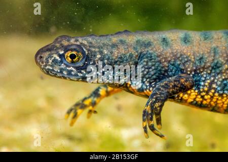 Warty newt, crested newt, European crested newt (Triturus cristatus), männlich in nuptialer Färbung, Porträt, Deutschland Stockfoto