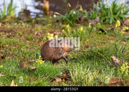 Muskrat (Ondatra zibethicus), sitzend auf einer Quellwiese mit Primrosen, Seitenansicht, Deutschland, Bayern Stockfoto