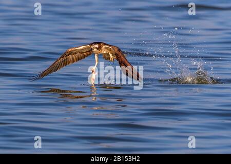 Osprey, Fischhawk (Pandion haliaetus), Beutefang, Deutschland, Mecklenburg-Vorpommern Stockfoto