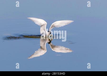 Sandwich tern (Sterna sandvicensis, Thalasseus sandvicensis), im Flug über Wasser mit gefangenen Fischen im Schnabel, Niederlande, Texel Stockfoto