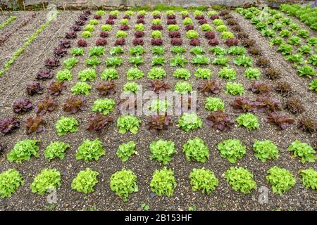 Salat im Garten (Lactuca sativa), in einem Garten, Großbritannien, England Stockfoto