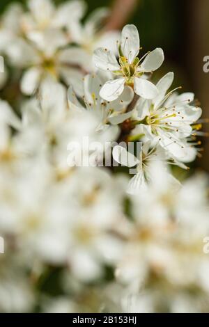 Blackthorn, Sloe (Prunus spinosa), Blumen, Niederlande, Frisia Stockfoto