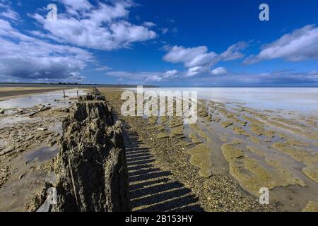 Holzgroyne in tidalflats bei Paesens und Moddergat, Niederlande, Frisia, Peazemerlannen Stockfoto