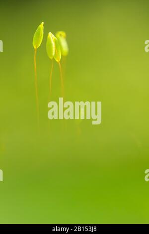 Pohlia Moss (Pohlia nutans), Sporophyten, Niederlande, Frisia, Delleboersterheide Stockfoto