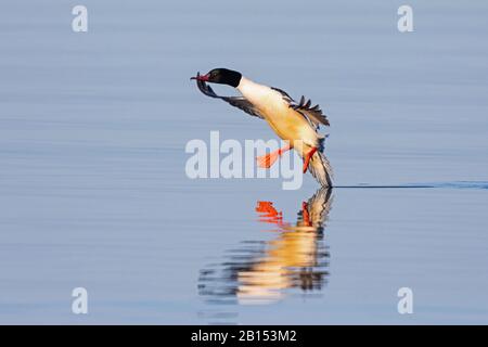 Gänsefarben (Mergus merganser), männlich auf Annäherung an die Wasseroberfläche, Seitenansicht, Deutschland, Bayern Stockfoto