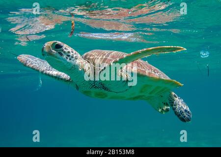 Grüne Schildkröte, Felsenschildkröte, Fleischschildkröte (Chelonia mydas), Schwimmen in der Shaab Abu Dabab Bucht, Ägypten, Rotes Meer Stockfoto
