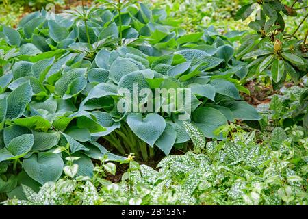 Hosta (Hosta sieboldiana "Elegans", Hosta sieboldiana Elegans), Cultivar Elegans, Tschechische Republik, Prag Stockfoto