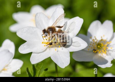 Honigbiene, Bienenhund (Apis mellifera mellifera), Pollensammeln auf Windblüten, Seitenansicht, Deutschland, Bayern Stockfoto