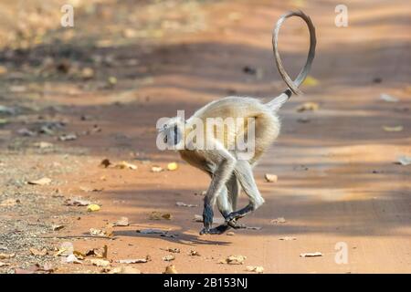 Heiliger Langur, indischer Langur, Hanuman Langur, Northern Plains Grey Langur, Hanuman Monkey, Common Langur (Semnopithecus entellus, Presbytis entellus), über einen Pfad, Seitenansicht, Indien, Bandhavgarh National Park Stockfoto