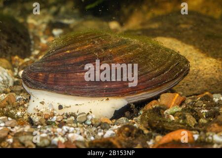 Gemeine Teichmuschel, Entenmuschel (Anodonta anatina), gräbt sich im Boden mit dem Fuß, Deutschland Stockfoto